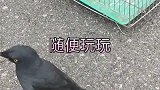 带八哥出门遛弯，它飞出去玩嗨了，我却提心吊胆