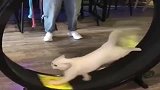 猫：看我倒退式跑步！