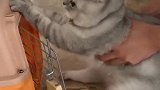 猫：放开我，我就不进去，我就要在外面玩！