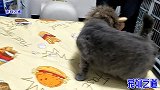 主人给胖猫打扮，帅气胖公猫立刻变丑猫：不能出去，会被打死
