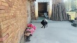 黑狗欺负上门，看白狗母子怎么应对