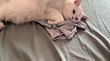 主人去上班了，猫咪就这样躺在主人衣服上，想主人是不是