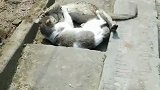 两只流浪猫一遇上就打起来，都不认输，见面就打