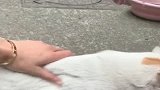 天天吃我家的猫粮罐头，还要恐吓威胁我家猫，好不讲道理哦