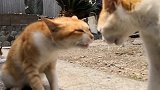 两只猫打架之前先对峙半天，谁也不敢先动手，太可爱了