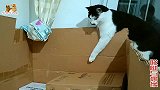 二哈猫打不过小奶猫它爸，就借机打小奶猫，推小奶猫，猫版张东升