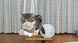 猫咪边荡秋千边用尾巴敲鼓，网友：别打扰它正在创作乐曲
