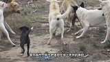 一头狼对抗6只土狗，不甘心被吃掉，最后用这招救了自己一命