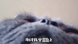 《菠小萝的操心喵生》第7集，扔猫还是扔衣服