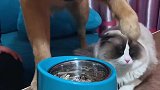 阿毛和豆豆不让猫咪吃东西还欺负主人，任性的样子太可爱了