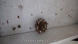 将干冰倒进黄蜂洞中会怎样老外亲测，结果太意外了！