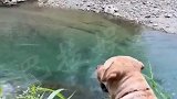 狗狗以为有人要跳河，“劝阻”无效后马上飞奔救人