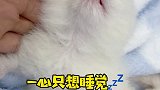 都12天啦，眼睛怎么还这么小！？小奶猫 小奶猫的成长日记