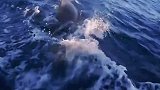 鲸鱼顶着乌龟追赶渔民船只，只为让人类救助受伤的乌龟