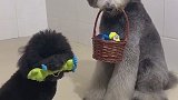 狗狗最好的老师就是狗主人！最好的学校当然也是自己家！逗爸线上远程指导衔物叼篮子宠物 乖得不要不要的涛哥训犬