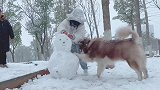 下雪天和阿拉斯加堆雪人更配哈，雪橇犬终于可以拉雪橇了