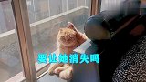 实锤了！猫咪就是外星人，我已经找到证据了！