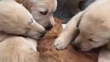 热情似火的小奶狗，把橘猫舔的怀疑喵生，不知道是在享受还是绝望