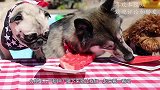 调皮主人扮无脸怪吓猫咪，结果偷鸡不成蚀把米，心疼主人一秒钟！