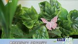 大医本草堂-20181130-高血压肾病 糖尿病肾病