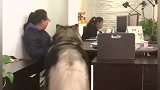 在办公室长大的阿拉斯加犬，深受女同事的爱戴