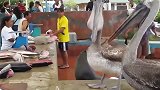 海狮：我就静静地看着鱼不说话，你懂得