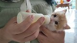 回访被解救的流浪小奶猫，它只是希望能有一个宠爱它的小家！