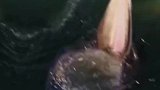 鲸鱼偷懒式捕食，那大嘴像极了丈母娘要彩礼的样子