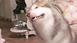 养一只会说话会撒娇的狗子