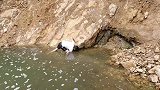 小伙在山脚下的水坑放渔网，网了好多“极品”河鱼，真过瘾
