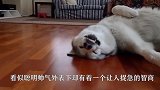 哈士奇为了出去玩，跳出2米高的栏杆，主人：这就是自由的魅力