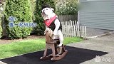 智商爆表的斗牛犬骑木马，招呼铲屎官也来骑一下