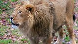 西伯利亚虎对非洲雄狮，若非饲养员一声断喝，其命休矣！