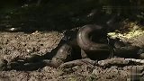 旅游-重口味男子体验被巨蟒生吞 中途求救放弃