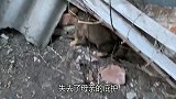 失去母亲变成流浪狗，兄弟俩在废墟里艰难生存，见到吃的却往后躲