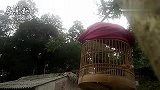 山村画眉鸟叫声，鸟叫声棒极了，山清水秀，鸟语花香