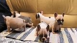 一窝刚断奶的法斗小奶狗，肥嘟嘟的真可爱