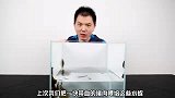 把一块新鲜的猪血喂给100条水蛭会如何？