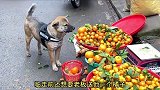 小狗咬着菜篮子买菜，还会精打细算，让人不敢相信