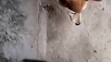 猫：午饭有着落了，吃完再睡一觉！