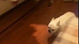 狗子：先跑两圈，待会儿准备吃夜宵！