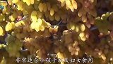 葡萄干真的很不卫生镜头记录生产全过程，看完涨见识了！