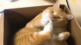 猫咪：我警告你最好不要惹我，我狠起来连自己都挠！