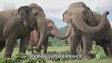 猎豹猎杀羚羊，下一秒即将丧命，羚羊竟一头扎进了“顺风车”！