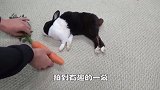 无人的墙角！兔子对猫“痛下毒手”，猫咪的反应让主人大笑