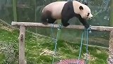 功夫熊猫真的只是动画片吗