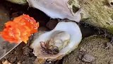 住海边真好，吃的方便新鲜，搬家吧！