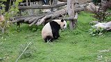 现实版“功夫熊猫”！游客：这真的不是人类假扮的？
