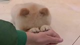 狗狗做错了事情知道道歉