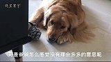 金毛看晴天想出门，主人不带出去就在地上打滚，一说出门，就开心
